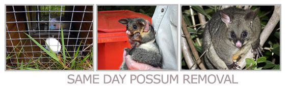same day possum removal